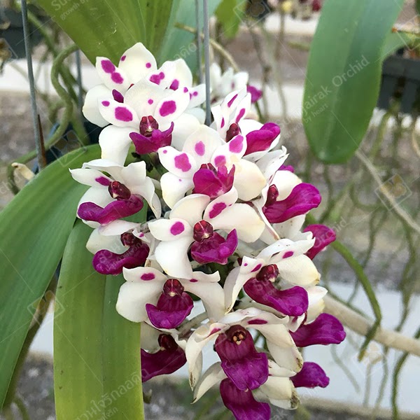 Rhynchostylis gigantea 'Cartoon' — Vanda, Natt's Orchids