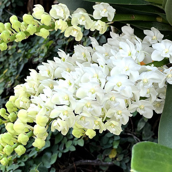 Rhynchostylis gigantea 'alba' — Vanda, Natt's Orchids