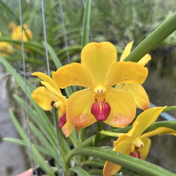 Goffara (Luisanda) Yellow Ohm (V. Tristar Gold x Luisia thailandica) — Vanda, Natt's Orchids
