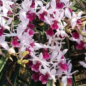Holcoglossum kimballianum x Rhynchostylis gigantea ' — Vanda, Natt's Orchids