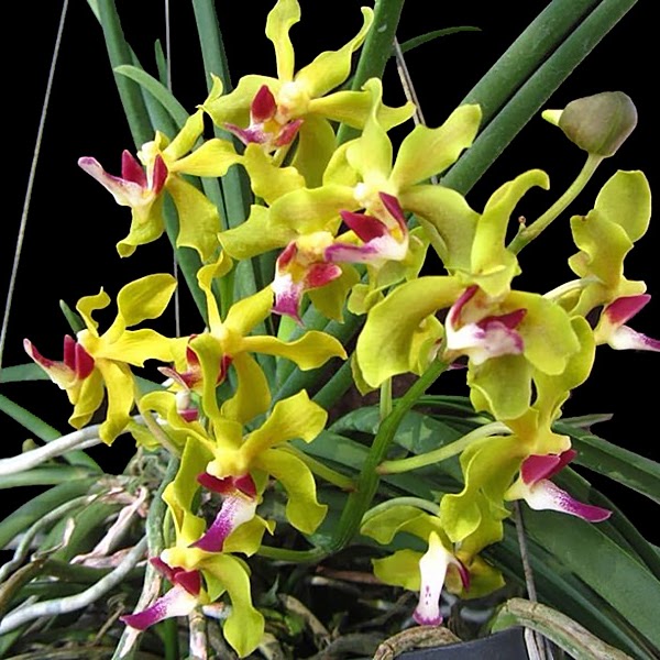 Sweetara Wong Yit Hoe (Vandachostylis Luke Thai x Paraphal denevei) — Vanda, Natt's Orchids