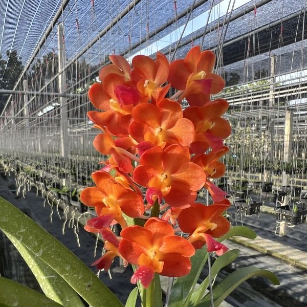 Perreiraara Rapeepath 'Orange' (Perr. Bangkok Sunset x Vandacho. Pine Rivers) — Vanda, Natt's Orchids