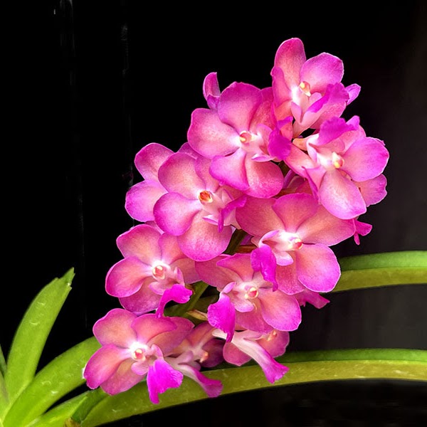 Perreiraara Rapeepath ' Pink' (Perr. Bangkok Sunset x Vandacho. Pine Rivers) — Vanda, Natt's Orchids