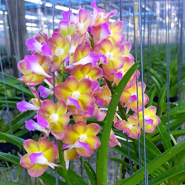 Perreiraara Rapeepath 'Yellow' (Perr. Bangkok Sunset x Vandacho. Pine Rivers) — Vanda, Natt's Orchids
