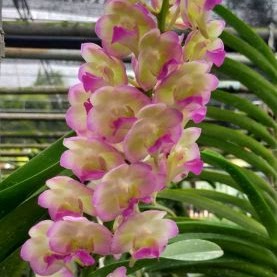 Perreiraara (Aeridovanda) Nongkhae Starlight ( Aerides Korat Lika x Vanda Pine Rivers) — Vanda, Natt's Orchids