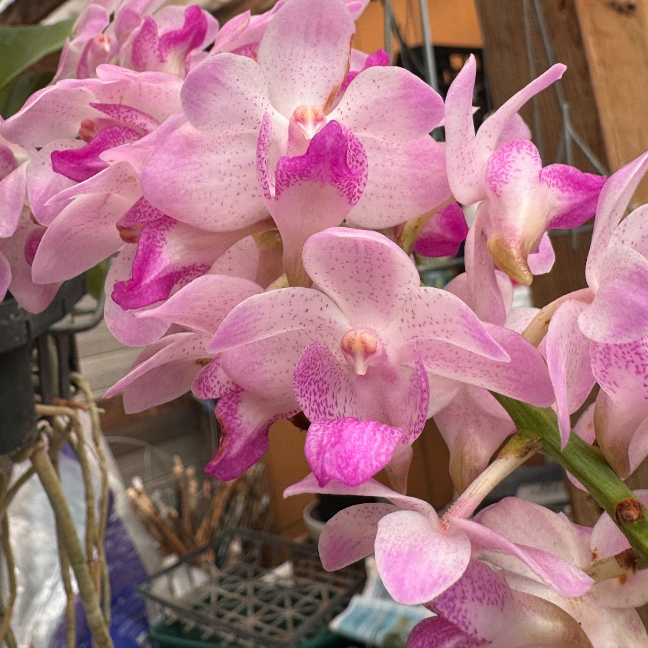 Rhynchorides Springtime (Aer lawrenceae x Rhyn gigantea) — Vanda, Natt's Orchids