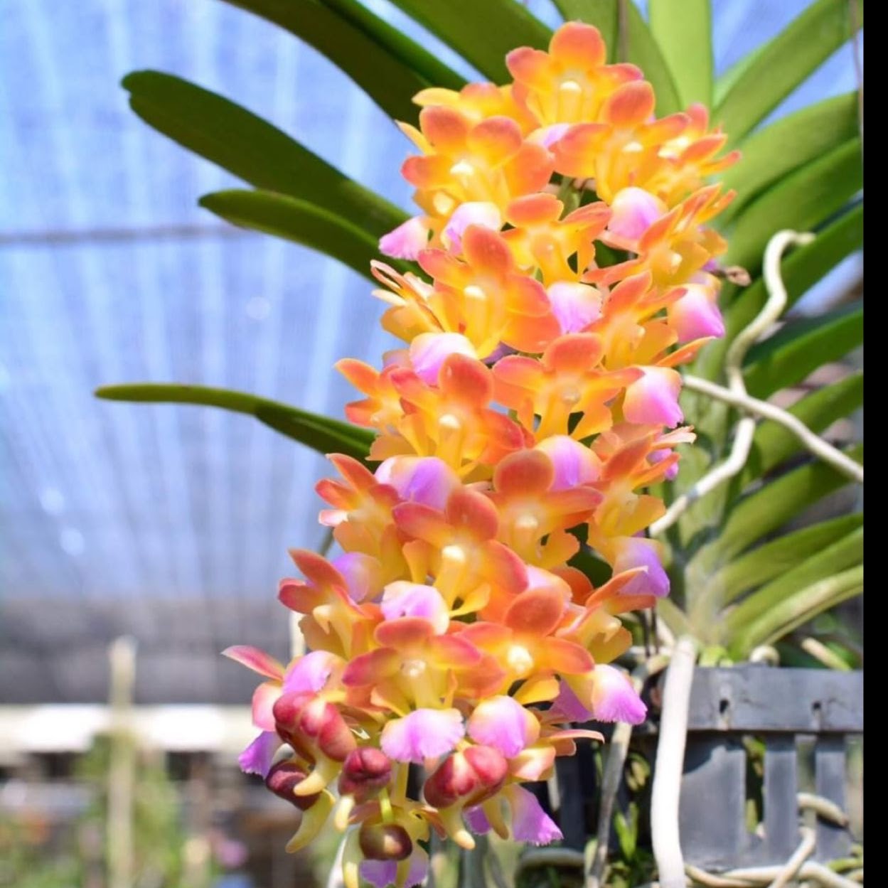 Perreiraara Bangkok Star (Perr. Bangkok Sunset x Aer. houlletiana) — Vanda, Natt's Orchids