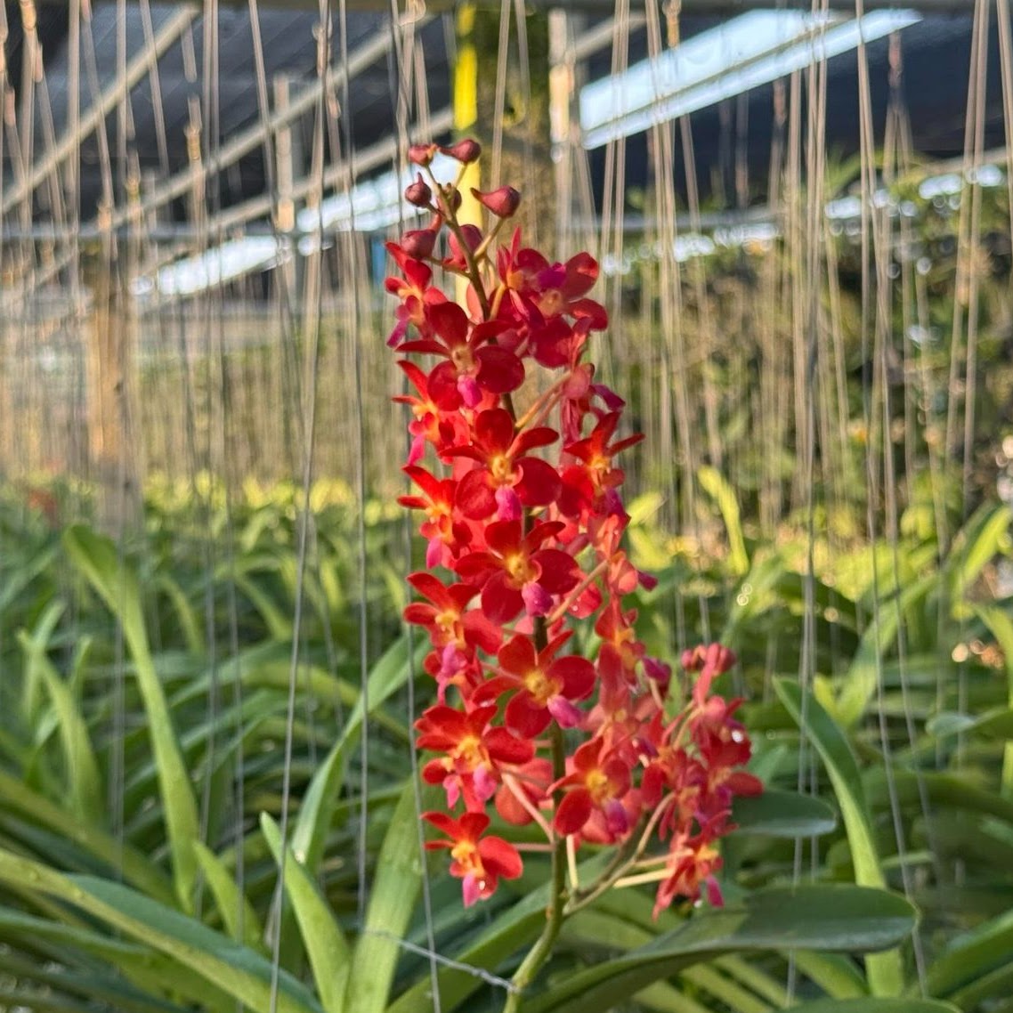 Perreiraara (Nobleara, Wironara) Tango Fire (Aeridovanda (Perr.) Bangkok Sunset x Ren. storiei) — Vanda, Natt's Orchids
