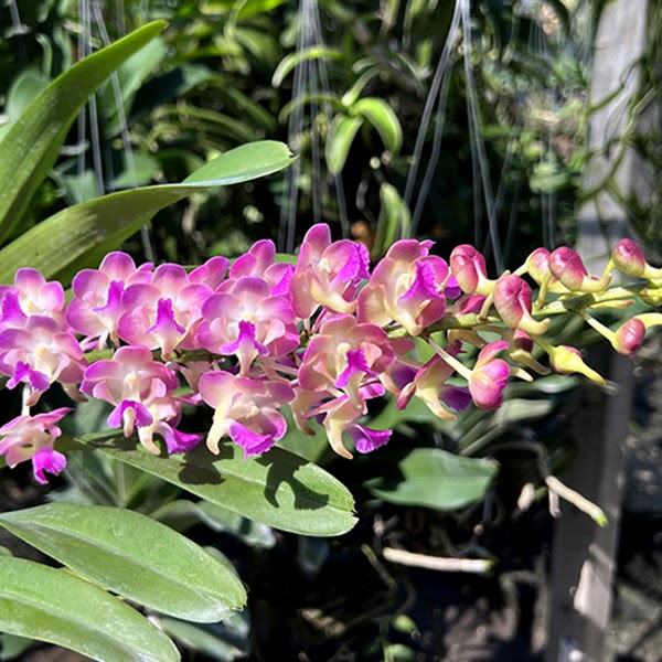 Perreiraara Parichart ( Aerides l awrenceae x Perr. Bangkok Sunset) — Vanda, Natt's Orchids