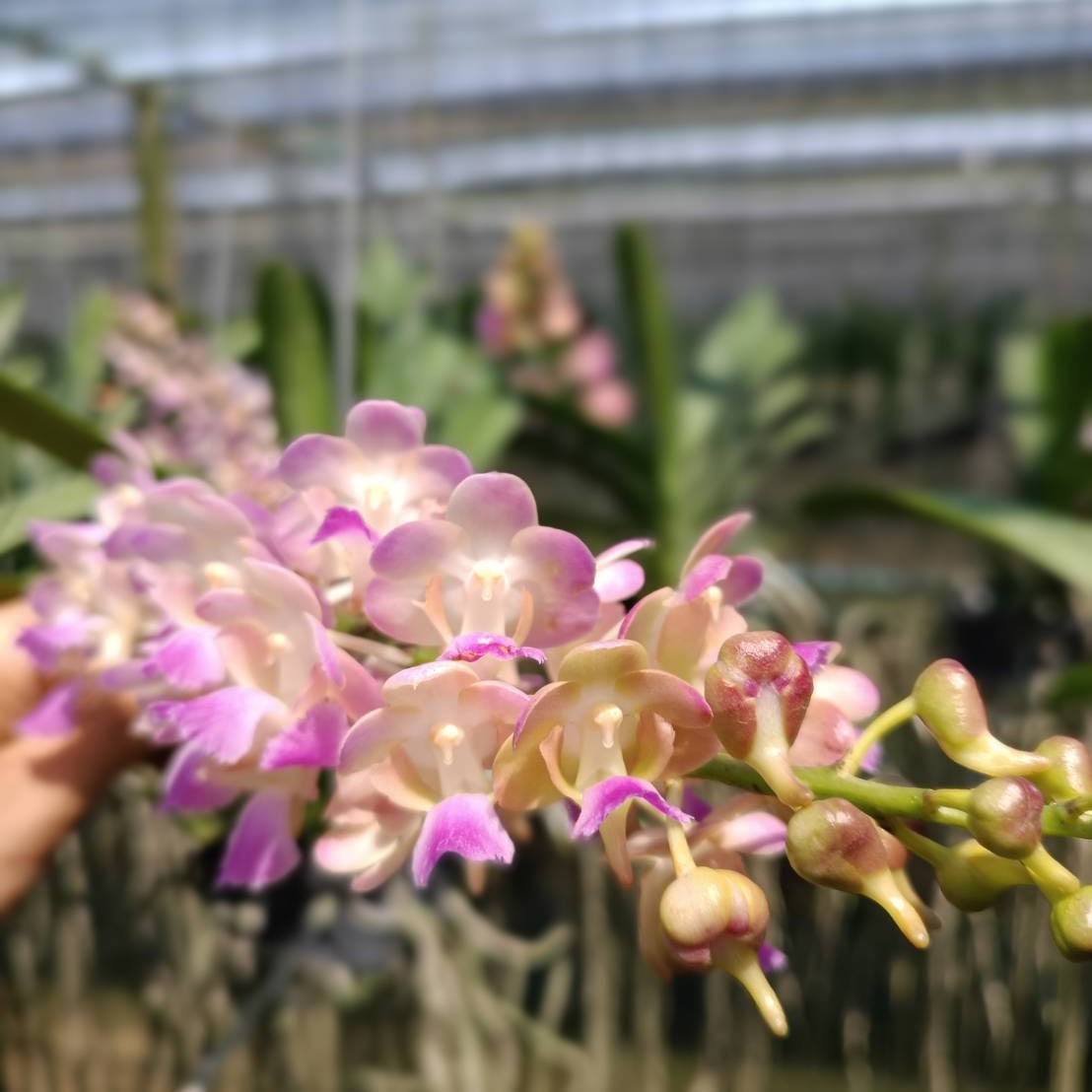 Perreiraara Bangkok Sunset x Christensonia vietnamica — Vanda, Natt's Orchids