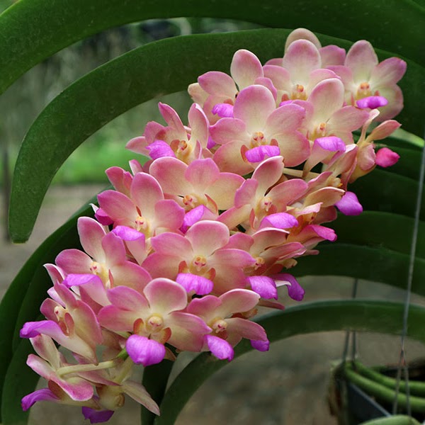 Wuttiphanara Manoonya (Rhynvandopsis Dixie Delight x Perreiraara Bangkok Sunset) — Vanda, Natt's Orchids