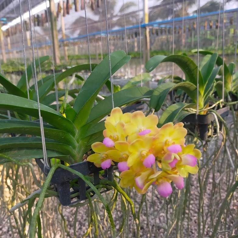 Wuttiphanara Manoonya 'B-36' (Rhynvandopsis Dixie Delight x Perreiraara Bangkok Sunset) — Vanda, Natt's Orchids