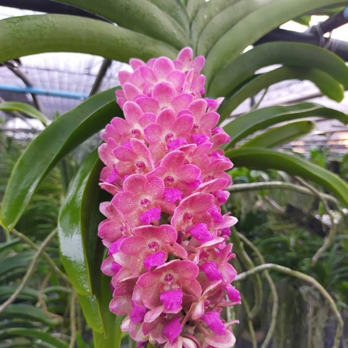 Wuttiphanara Manoonya 'B-57' (Rhynvandopsis Dixie Delight x Perreiraara Bangkok Sunset) — Vanda, Natt's Orchids