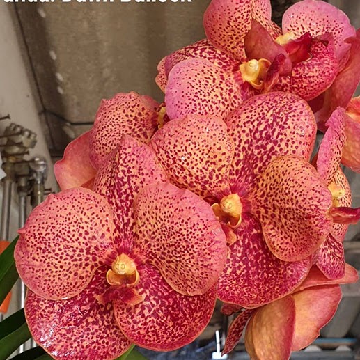 Vanda Dawn Bullock (The Rajamohans x Doctor Anek) — Vanda, Natt's Orchids