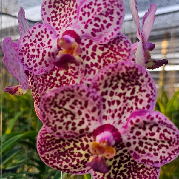 Vanda Ebony Sophia Tkatchebko (Kulwadee Fragrance x Conference Gold) — Vanda, Natt's Orchids