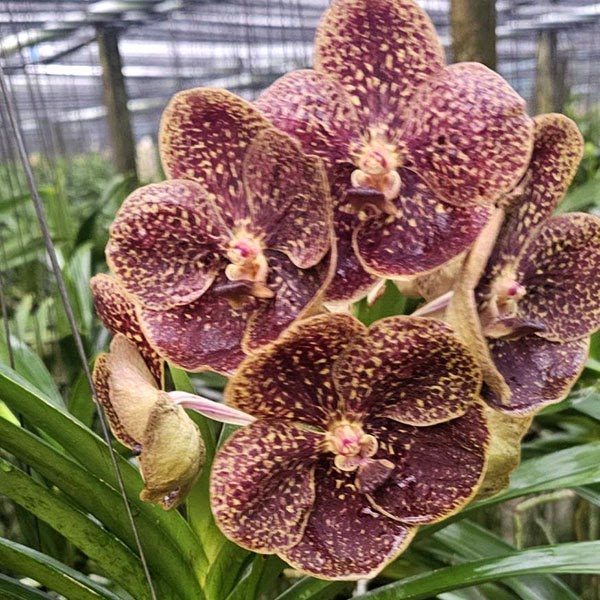 Vanda Gordon Dillon x Chulita — Vanda, Natt's Orchids