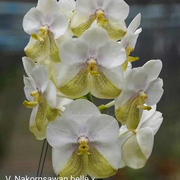 Vanda Nakhonsawan Belle x Tubtim Velvet — Vanda, Natt's Orchids