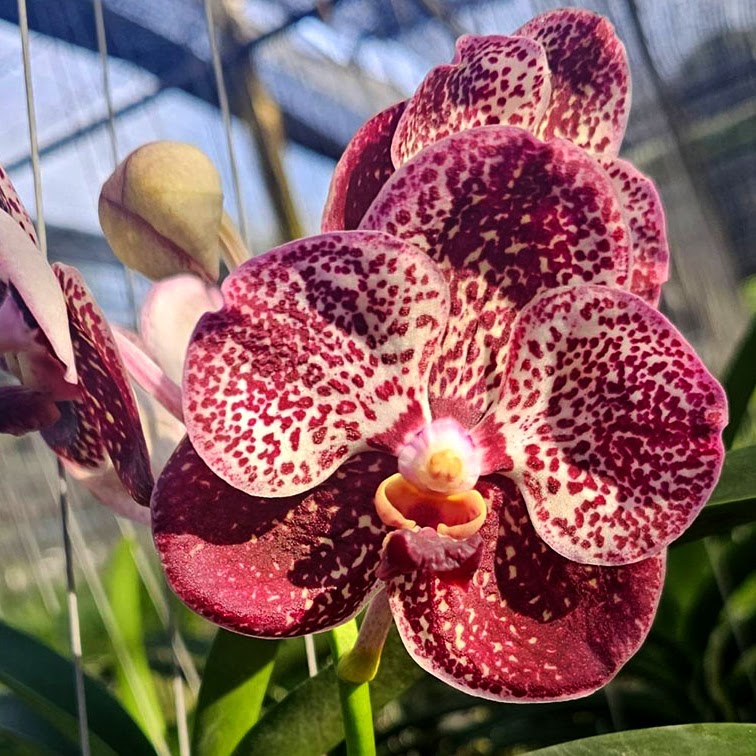 Vanda Kulwadee Fragrance x Bitz's Heartthrob — Vanda, Natt's Orchids