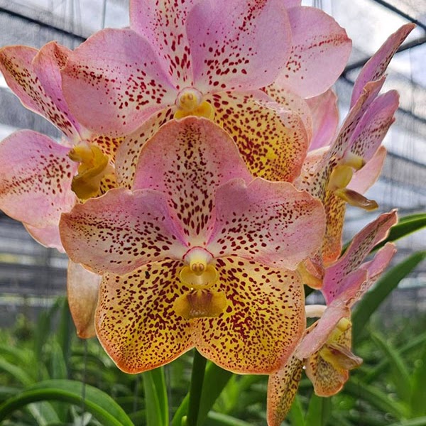 Vanda Anaiah Tketchenko (Varut Leopard x Prapathom Gold) — Vanda, Natt's Orchids