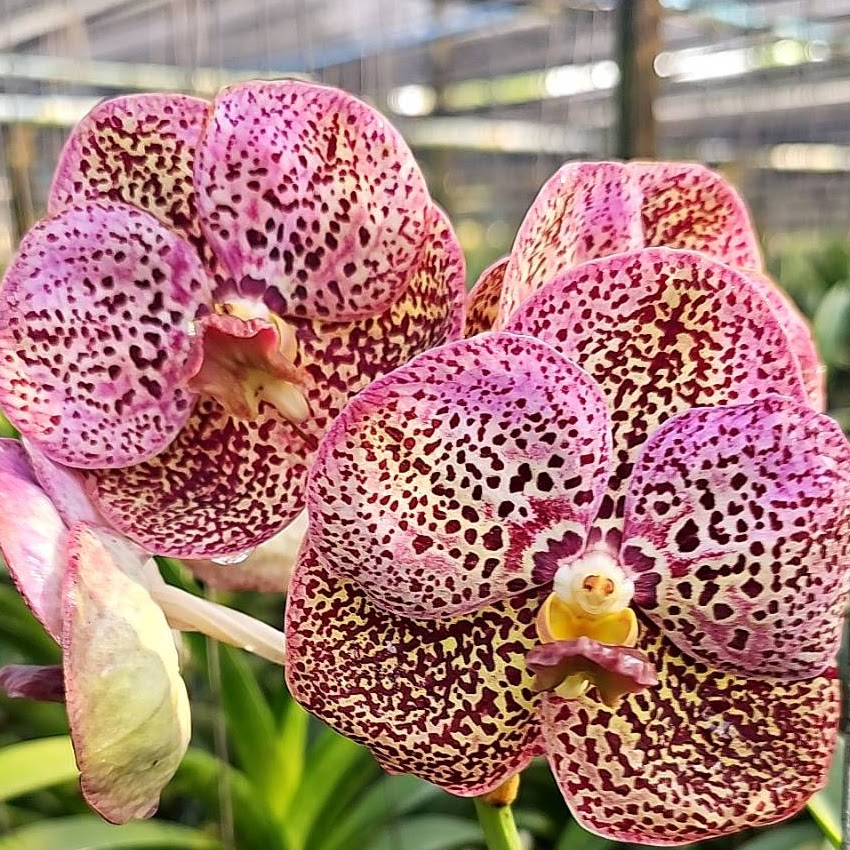 Vanda Nopporn Yellow Spot x Kul wadee Fragrance — Vanda, Natt's Orchids