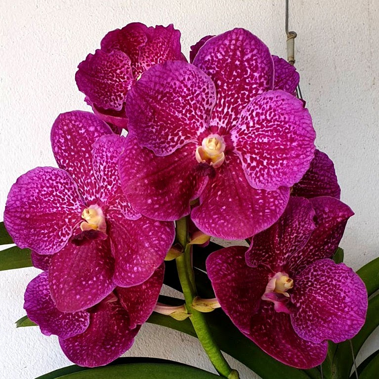 Vanda Fantastic Fanfare (Bitz's Heartthrob x Doctor Anek) — Vanda, Natt's Orchids