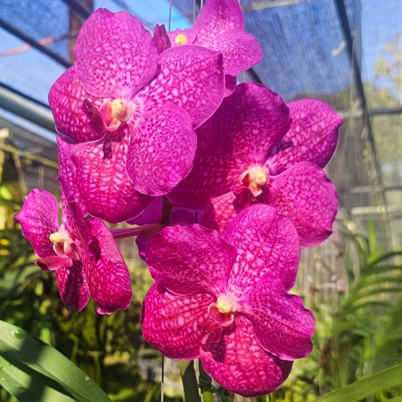 Vanda Wimonrat (Bitz's Heartthrob x Noppadol Delight) — Vanda, Natt's Orchids