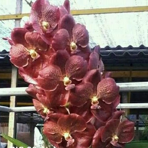 Vanda Chantra (Doctor Anek x Suksamran Gold) — Vanda, Natt's Orchids