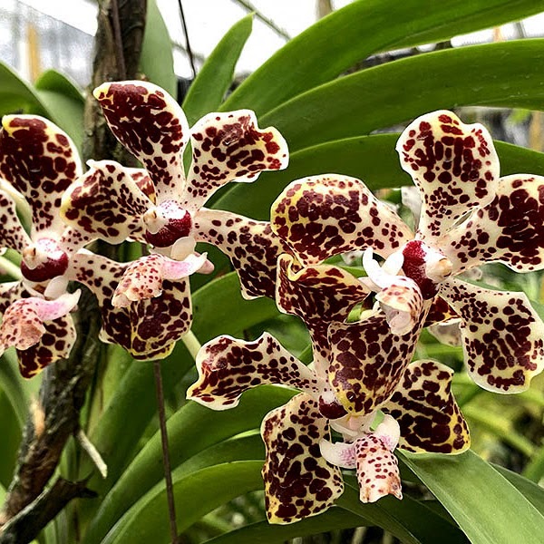 Vanda lombokensis — Vanda, Natt's Orchids