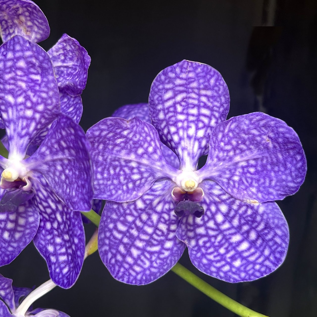Vanda (coerulea x Pakchong New Land) — Vanda, Natt's Orchids