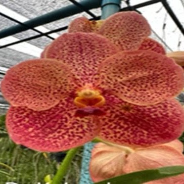 Vanda ( Dr. Anek x Kulwadee Fragrance) — Vanda, Natt's Orchids