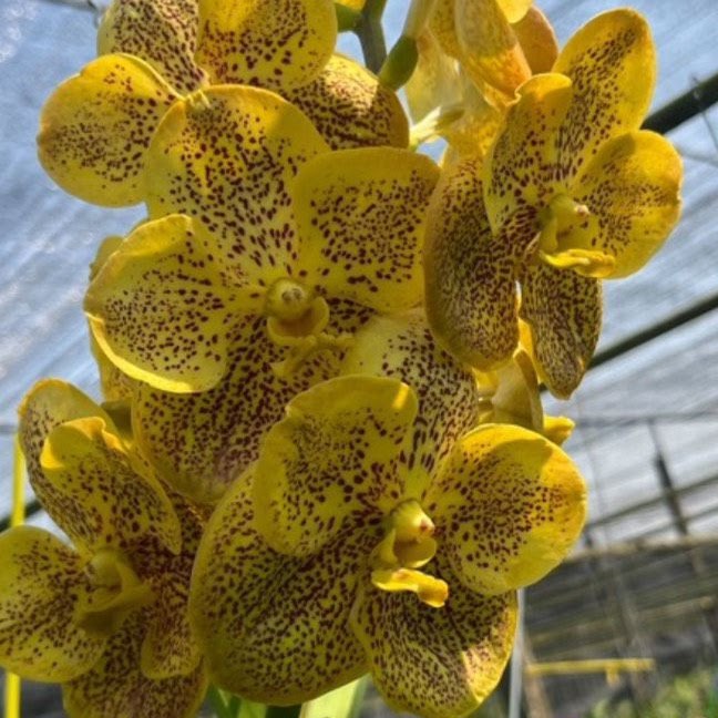 Vanda Prapathom Gold (Suksamran Gold x Charles Goodfellow) — Vanda, Natt's Orchids
