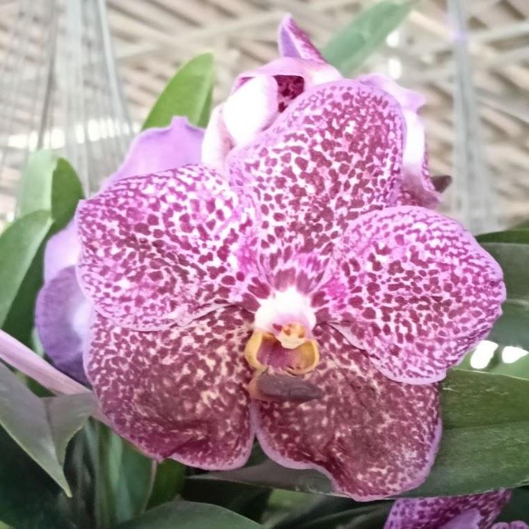 Vanda (Dr. Anek x Butterfly #655) — Vanda, Natt's Orchids
