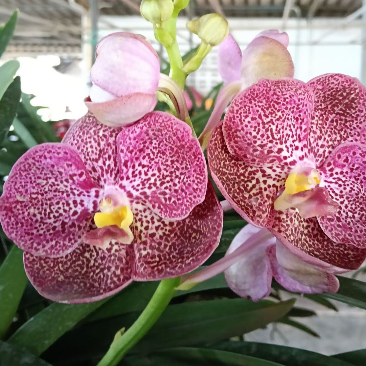 Vanda Kulwadee Fragrance #626 ( Gordon Dillon x Gua Chia Long ) — Vanda, Natt's Orchids