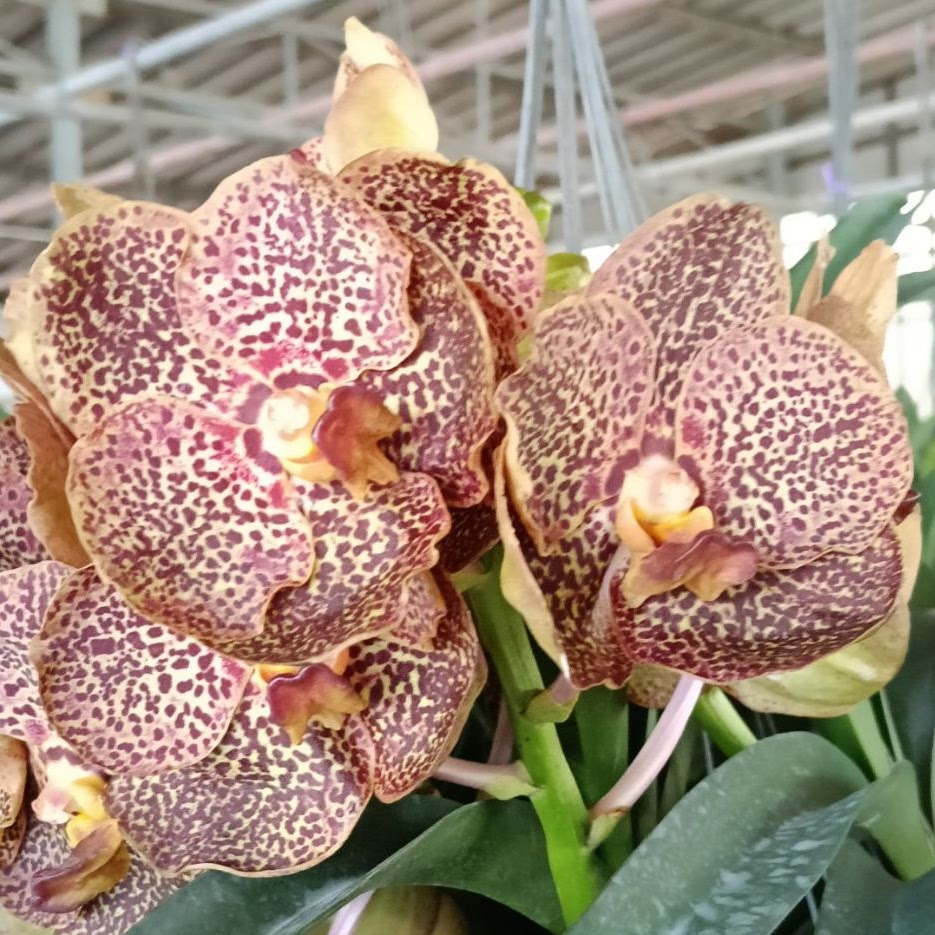 Vanda Kulwadee Fragrance # 708 (Gordon Dillon x Gua Chia Long) — Vanda, Natt's Orchids