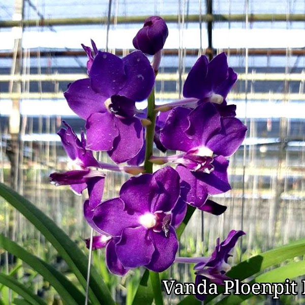 Vandachostylis Ploenpit Blue ( V. Tristar Blue x Vandachostylis Sasicha ) — Vanda, Natt's Orchids