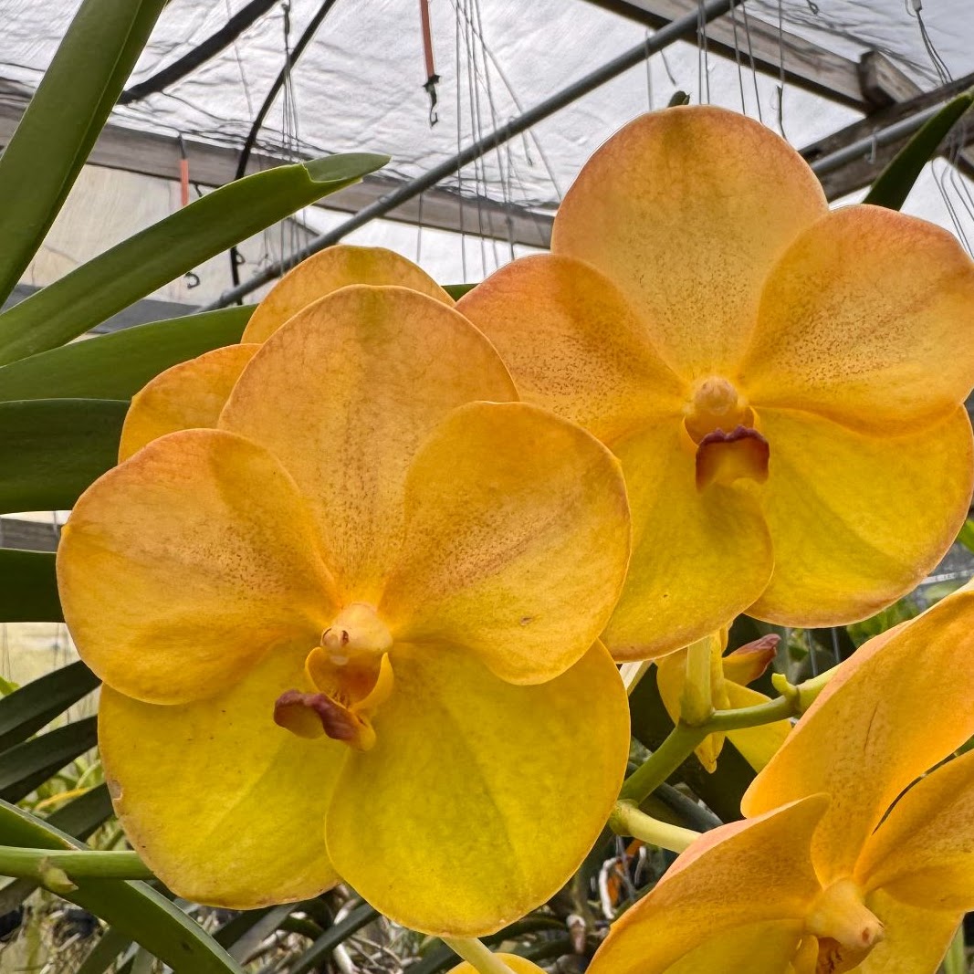 Vanda Yellow Butterfly #664 (Tubtim Velvet x Butterfly) — Vanda, Natt's Orchids
