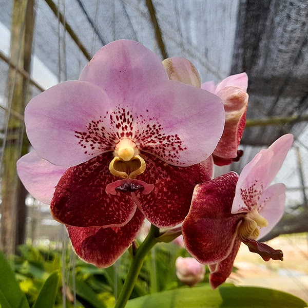 Vanda (Lenavat x Suntan) x Fuchs Cheers — Vanda, Natt's Orchids