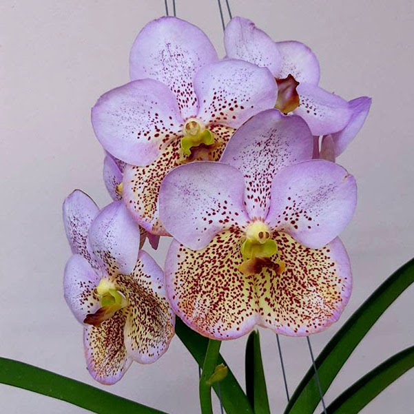 Vanda Boonserm Beauty (Pinnares Choosamai x Suksamran Gold) — Vanda, Natt's Orchids