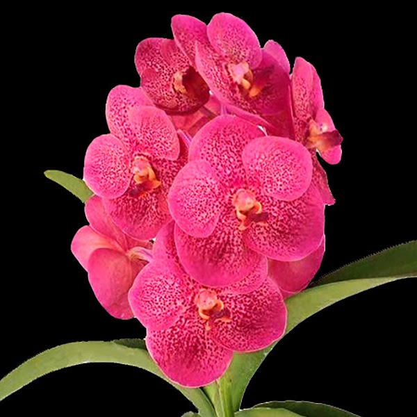 Vanda Uraiwan Belle (V. Kulwadee Fragrance x V. Doctor Anek) — Vanda, Natt's Orchids
