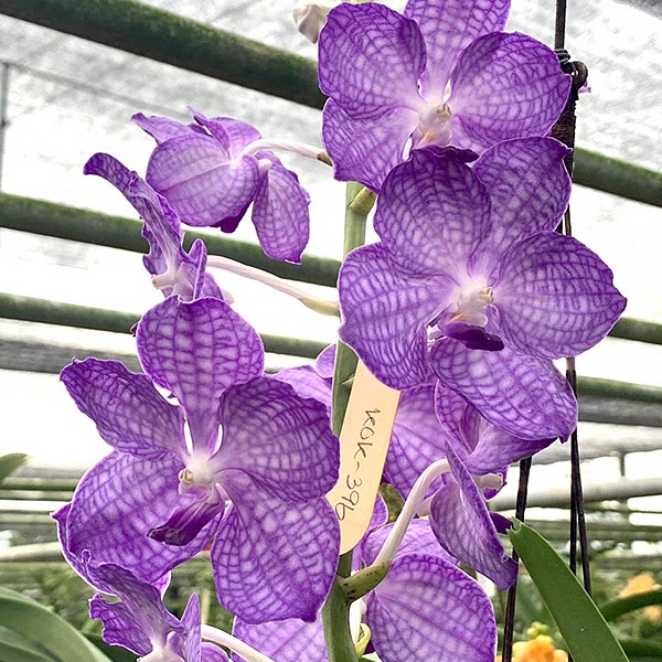 Vandachostylis Jairak Sapphire (V. coerulea x Vandachostylis Pine Rivers) — Vanda, Natt's Orchids