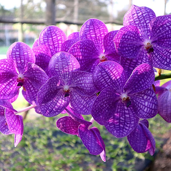 Vanda Jairak Blue Classic (Tharab Blue x coerulea) — Vanda, Natt's Orchids