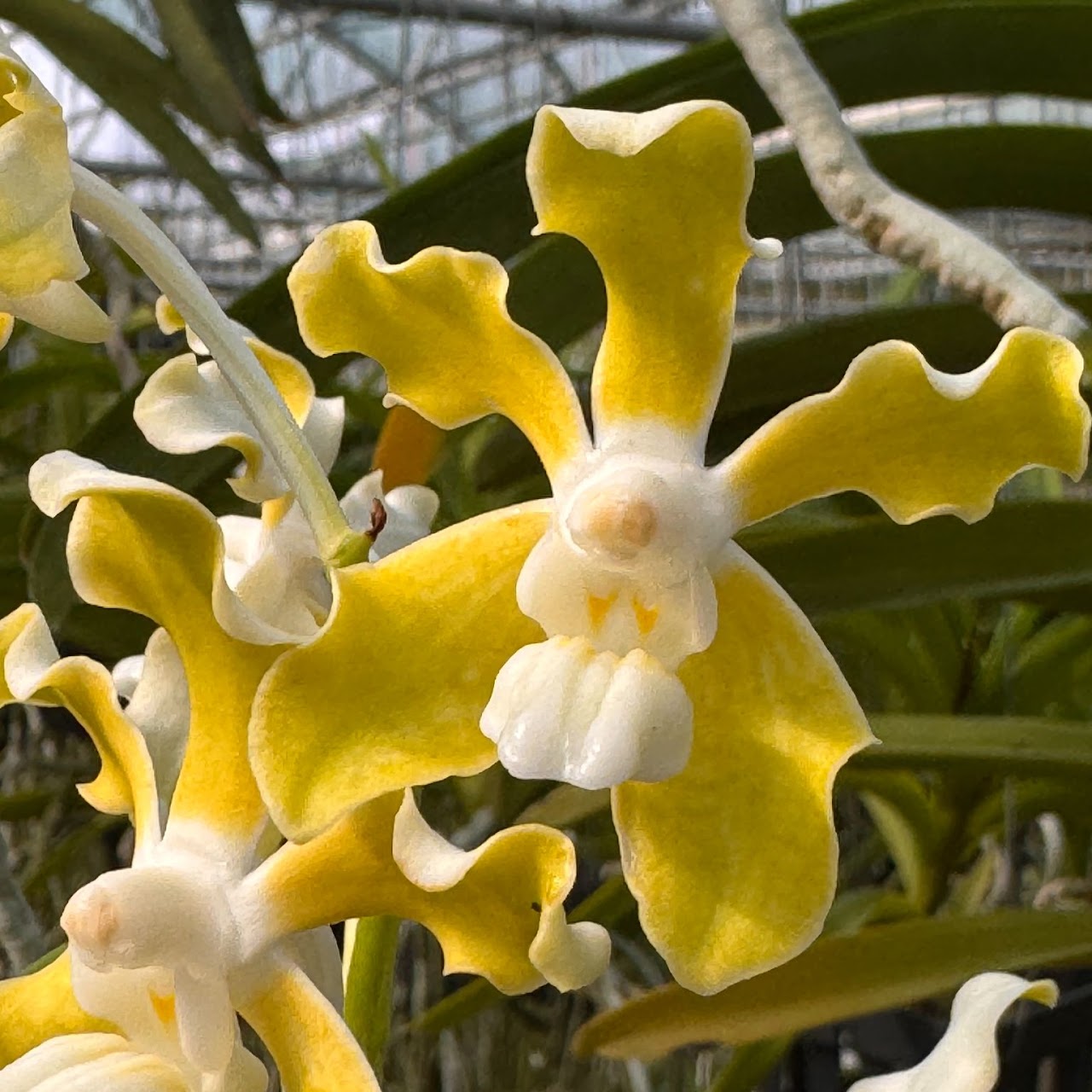 Vanda tessellata 'alba' — Vanda, Natt's Orchids