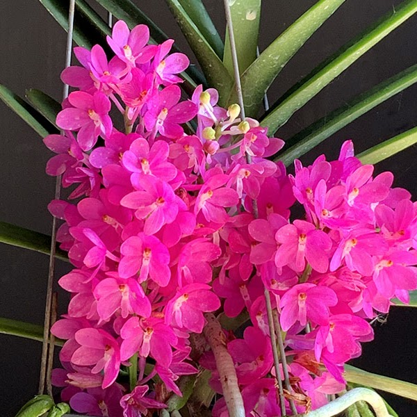 Ascocentrum ampullaceum — Vanda, Natt's Orchids