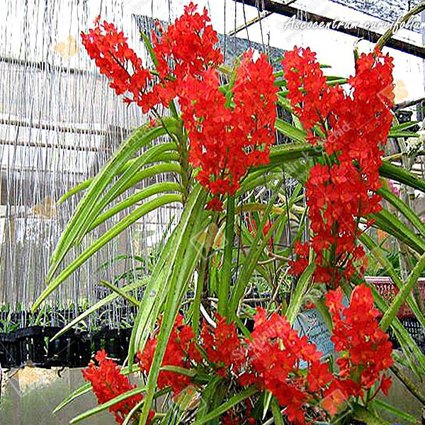 Ascocentrum curvifolium — Vanda, Natt's Orchids