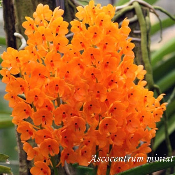 Ascocentrum miniatum — Vanda, Natt's Orchids