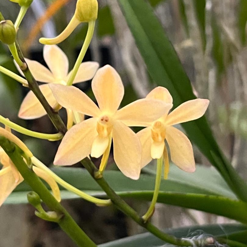 Vanda Peaches 'Yellow' (falcata 'Yellow' x curvifolia) — Vanda, Natt's Orchids