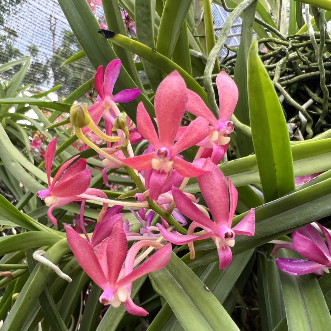 Vanda Peaches 'Red' (falcata 'White' x curvifolia) — Vanda, Natt's Orchids