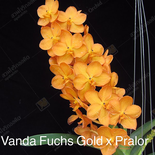 Vanda Brighton's Gold (Vanda Fuchs Gold x Pralor) — Vanda, Natt's Orchids