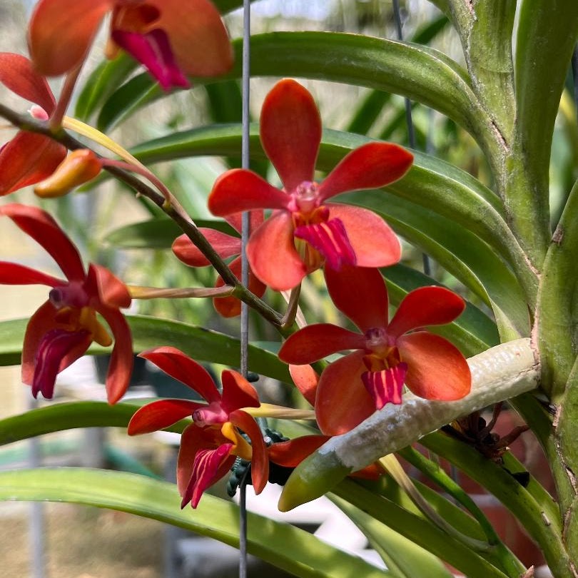 Vanda Rumrill (cristata x curvifolia) — Vanda, Natt's Orchids