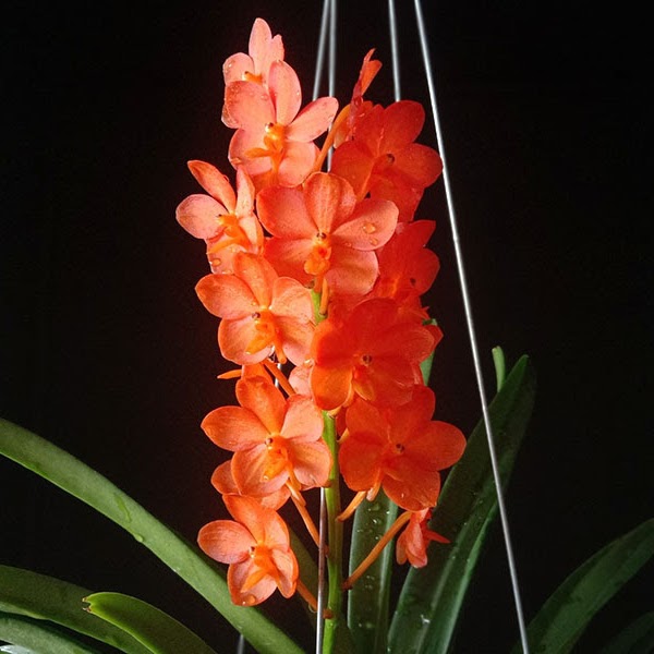 Vanda Jairak Brightful 'Orange' (Mee x Aroonsri Beauty) — Vanda, Natt's Orchids